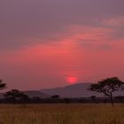 Serengeti