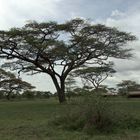 Serengeti