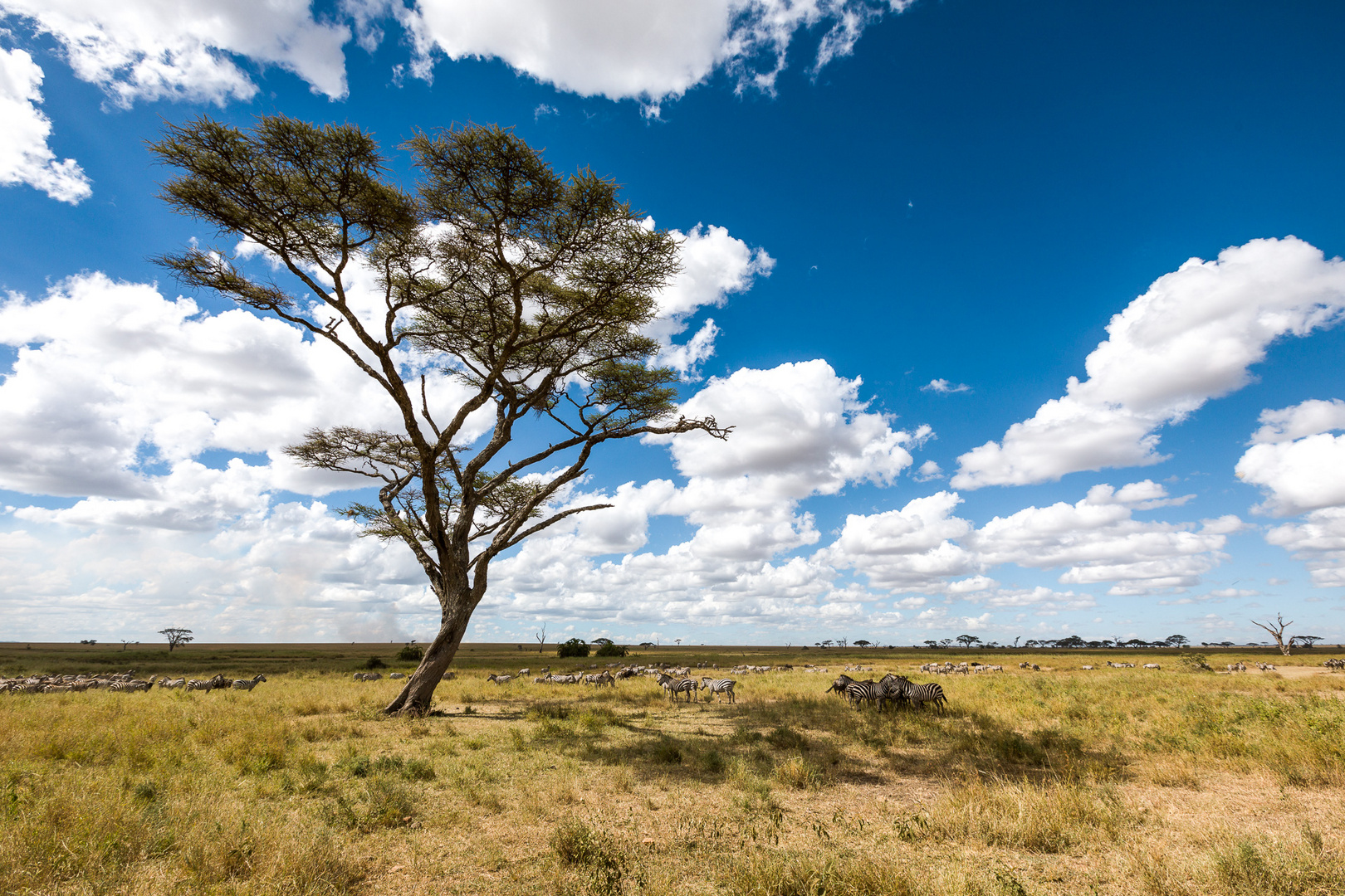 Serengeti 