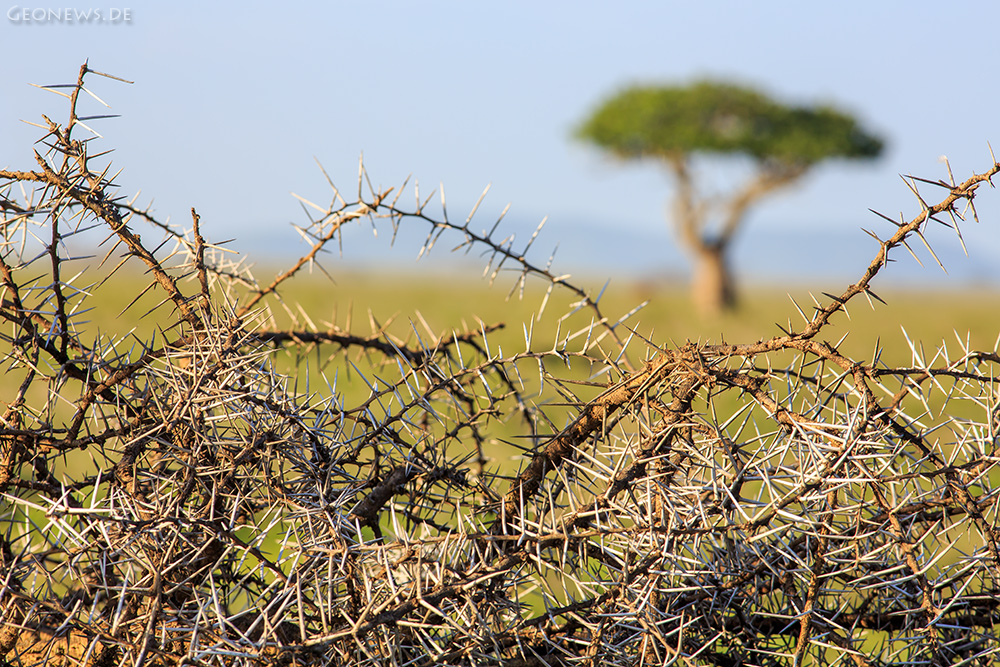 Serengeti