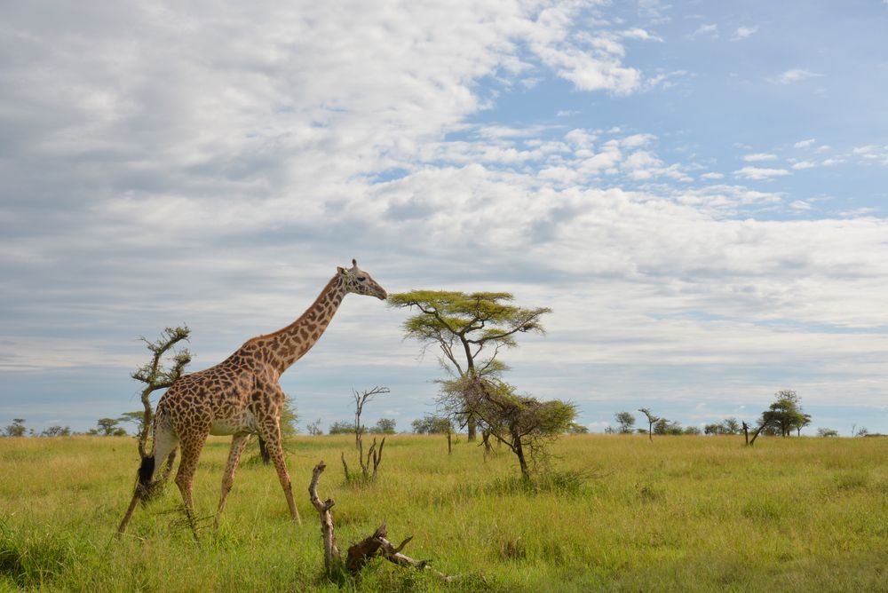 Serengeti