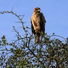 Serengeti-Adler