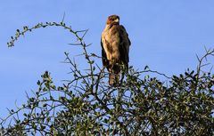 Serengeti-Adler