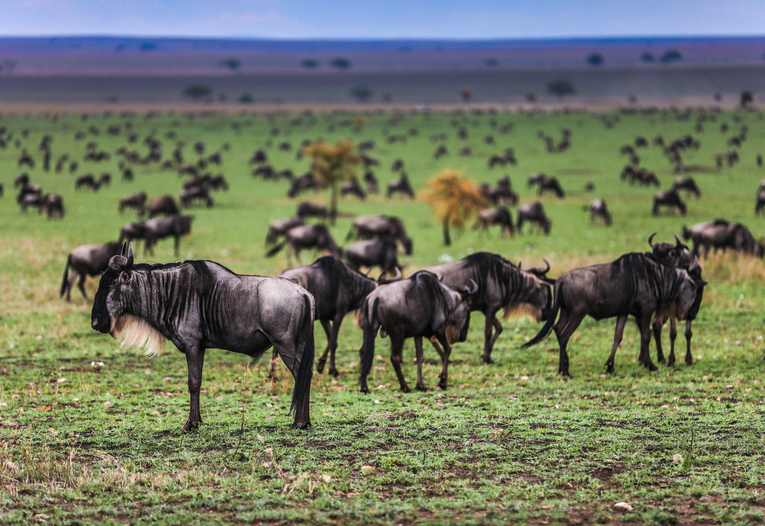 Serengeti am Abend