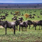 Serengeti am Abend