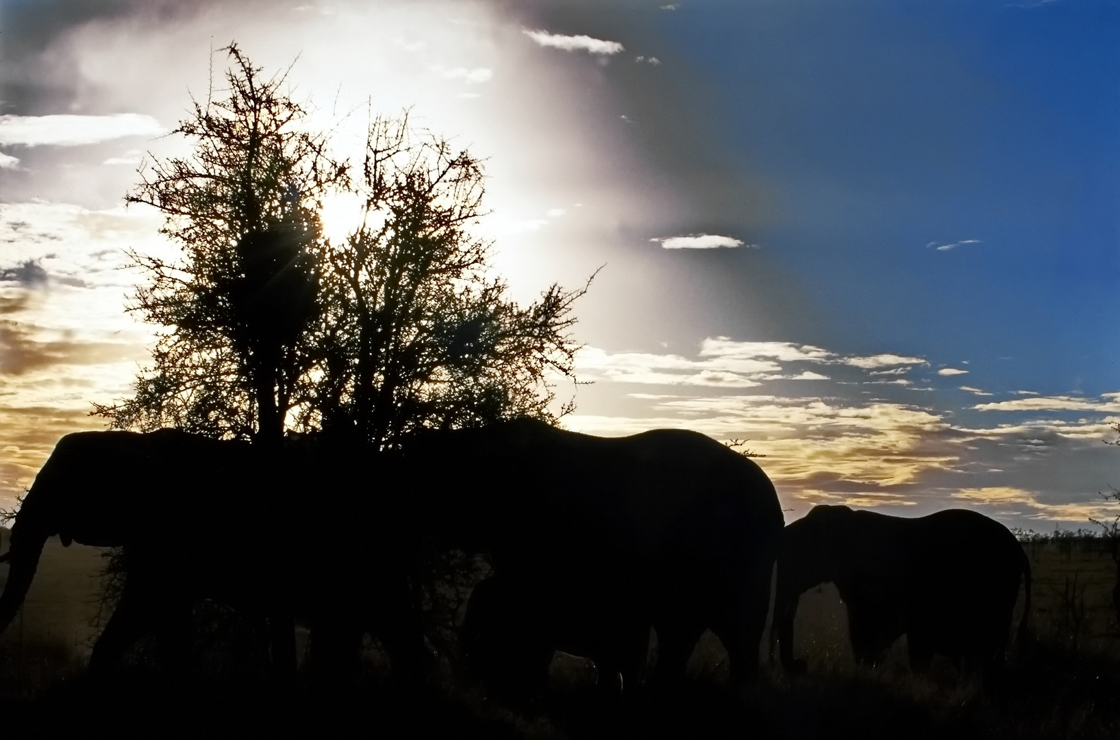 Serengeti am Abend