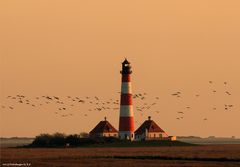 Serengeti an der Nordsee....