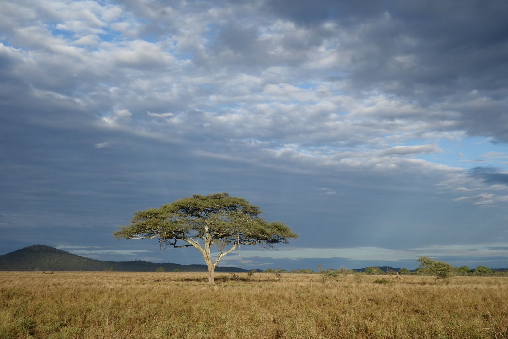 Serengeti