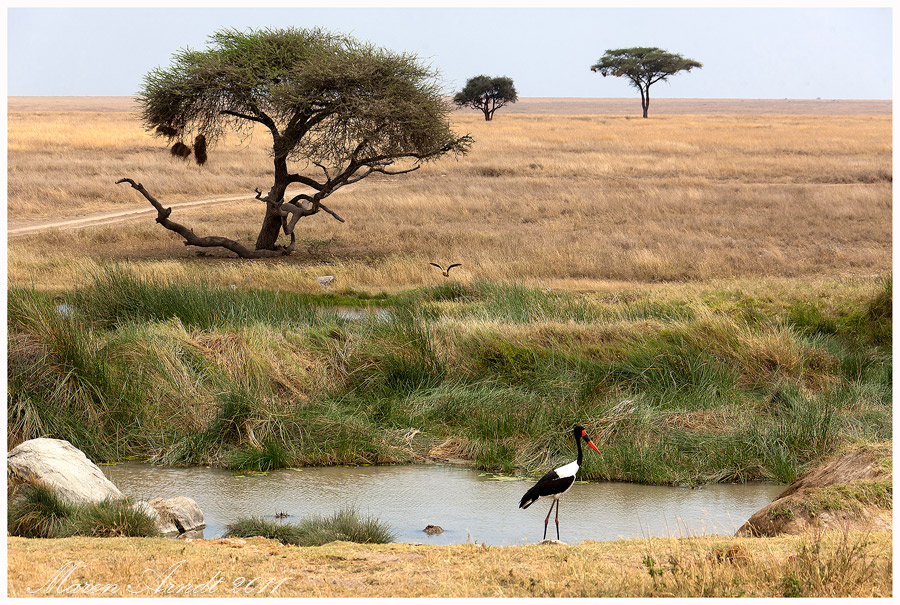 Serengeti Central