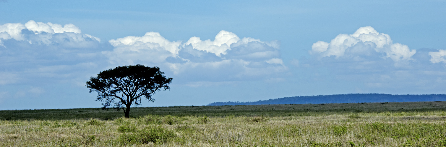 Serengeti