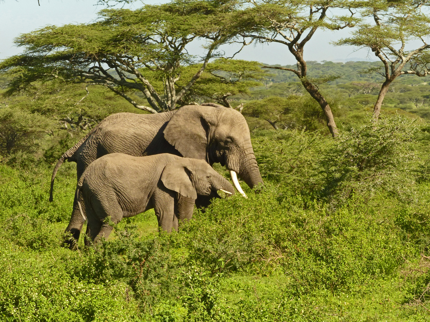 Serengeti darf nicht sterben 2