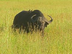 Serengeti darf nicht sterben