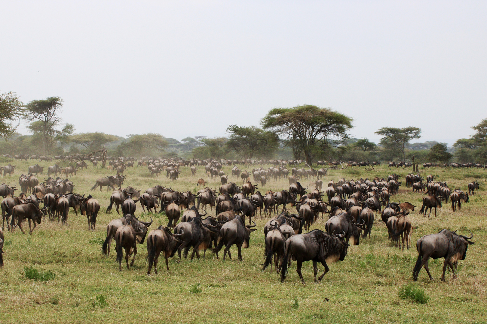 Serengeti, die große Wanderung der Gnus und Zebras.