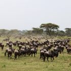 Serengeti, die große Wanderung der Gnus und Zebras.