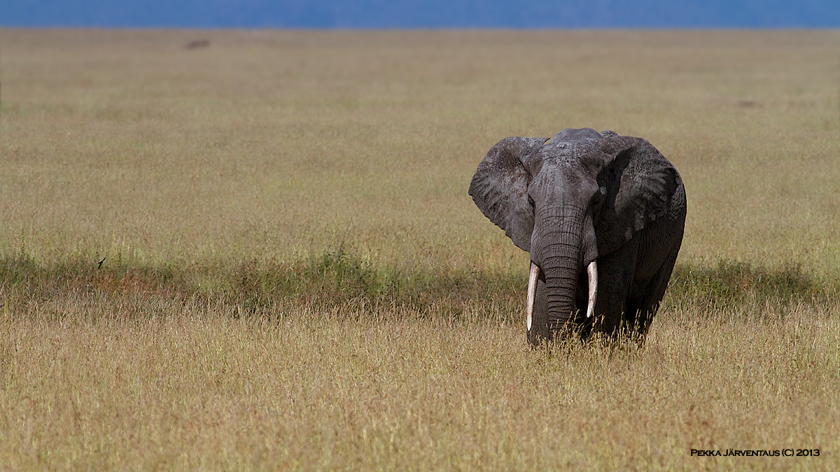 serengeti Elephant