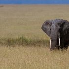 serengeti Elephant