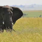 Serengeti Elephant