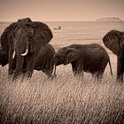 Serengeti Elephants