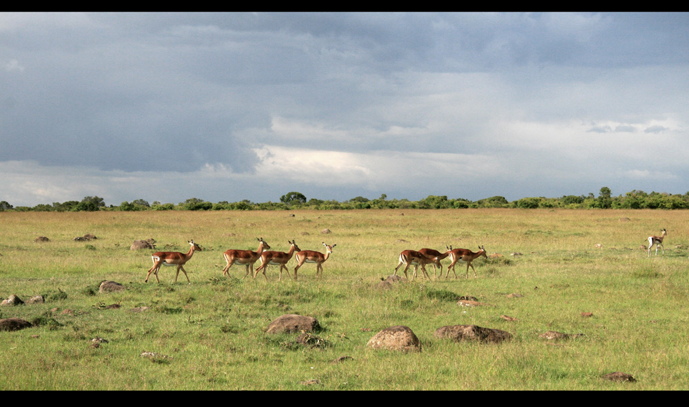 Serengeti