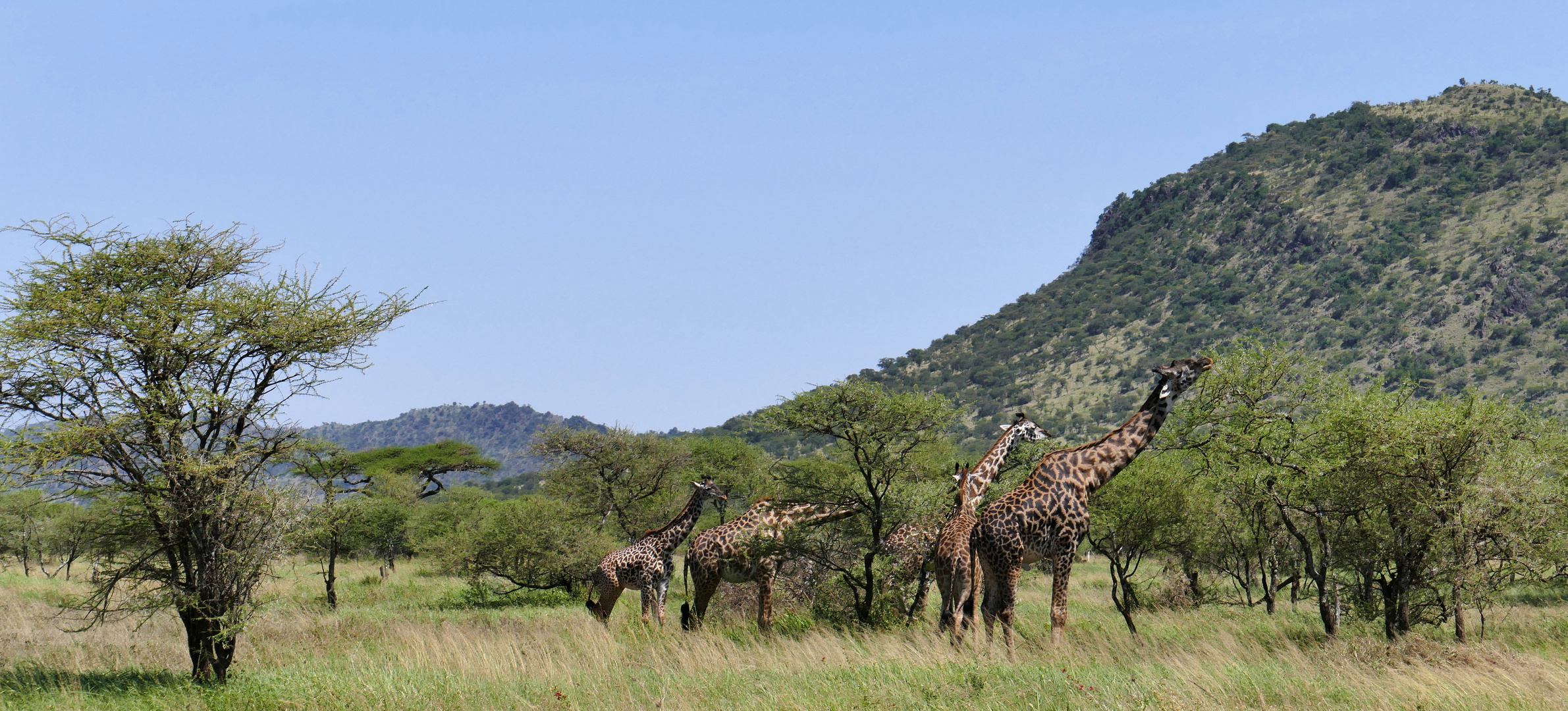 ...Serengeti Feeling...