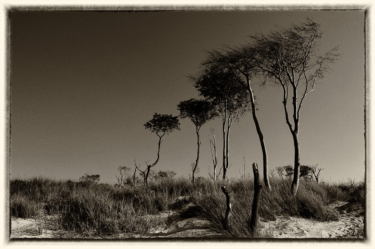 serengeti für fortgeschrittene