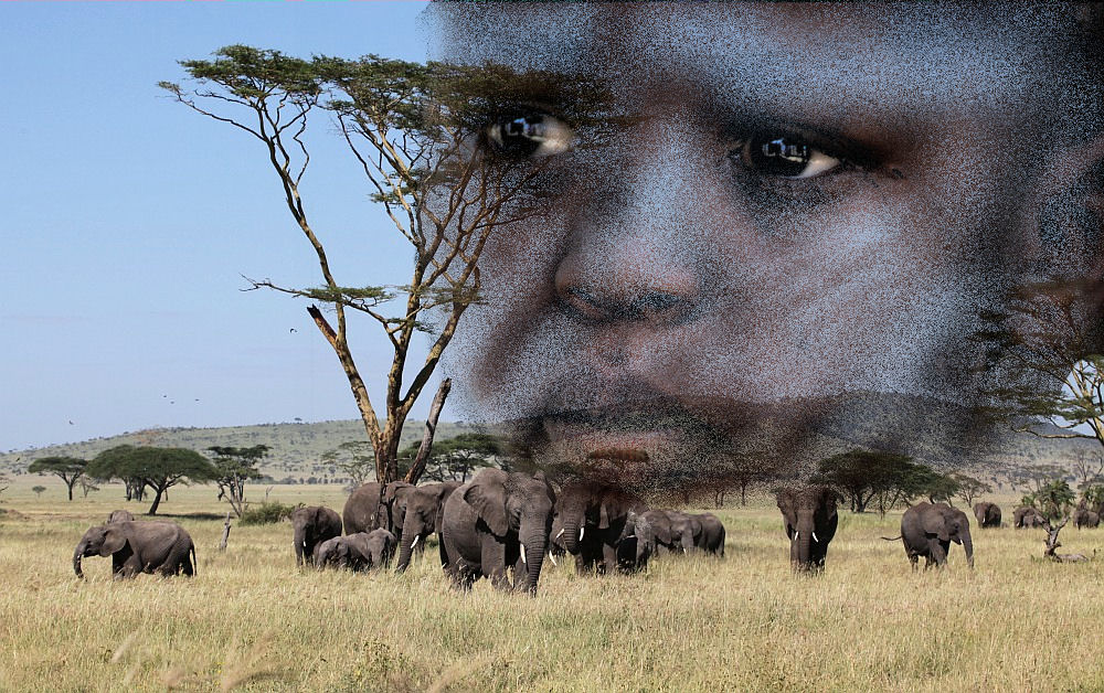 Serengeti , gut bewacht