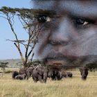 Serengeti , gut bewacht