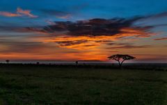 Serengeti in der Früh
