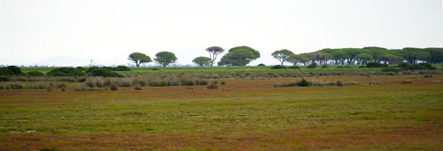 Serengeti in der Toskana