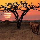 Serengeti Landschaft