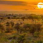 Serengeti Landschaft