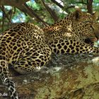 Serengeti - Leopard