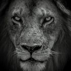 Serengeti Lion