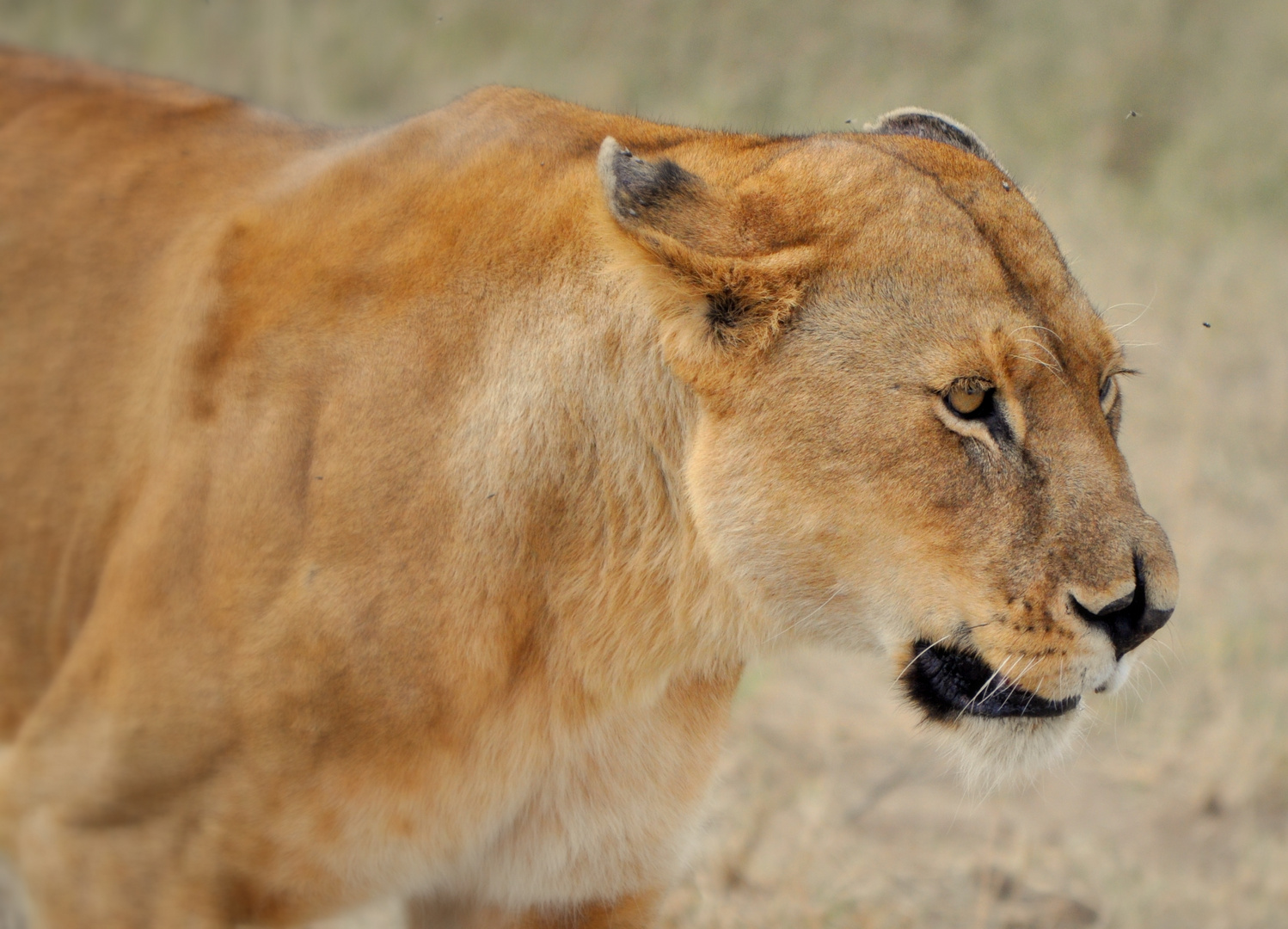 serengeti lioness