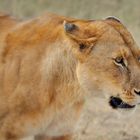 serengeti lioness