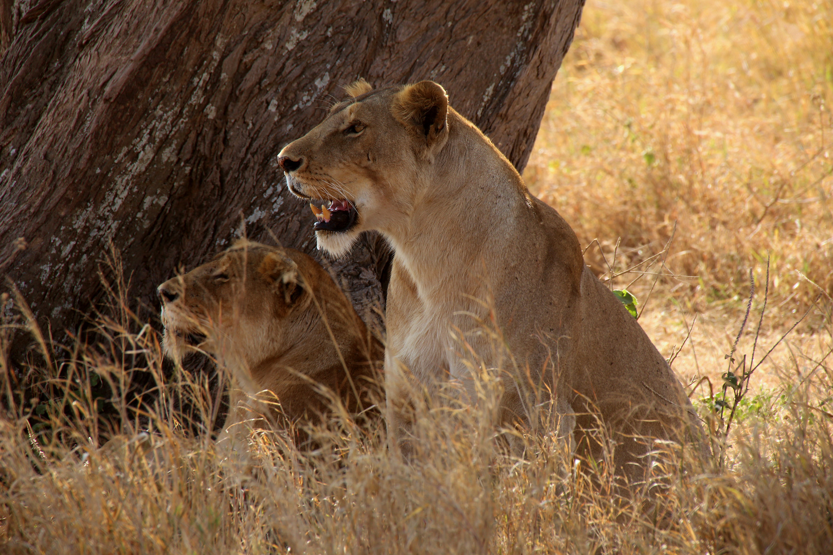 Serengeti Lions