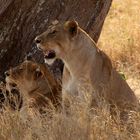 Serengeti Lions