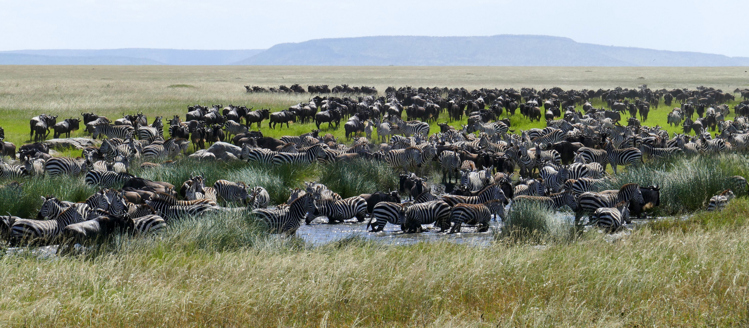 ...Serengeti Moments...