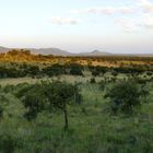 ...Serengeti Morning...