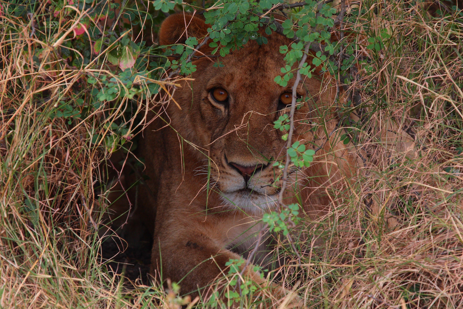 Serengeti National Park, Tanzania I