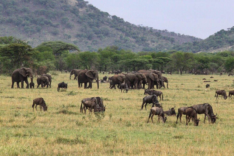 Serengeti Nationalpark, Tansania