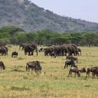 Serengeti Nationalpark, Tansania