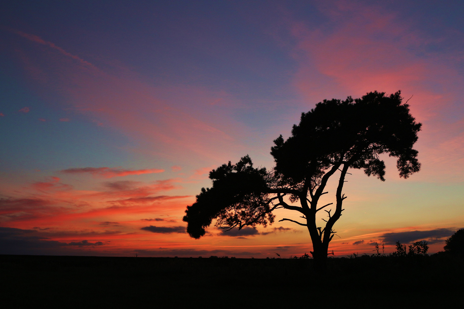 Serengeti ........ nein ... Zingst hinterm Boddendeich