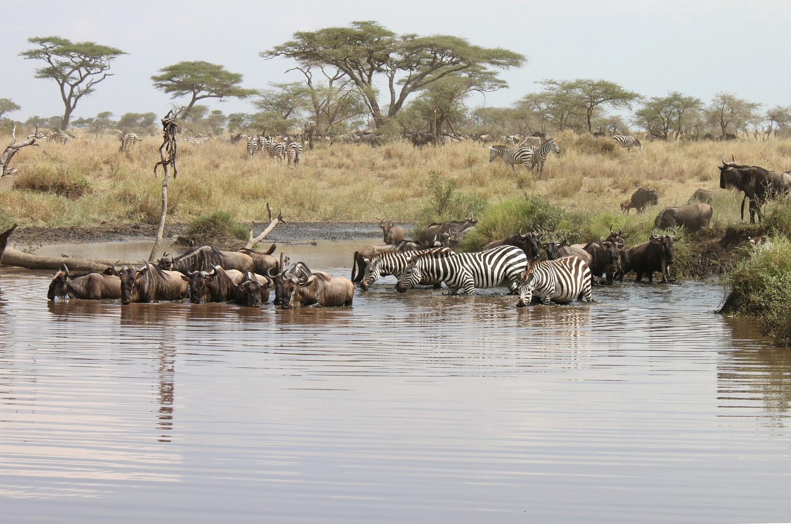 Serengeti NP