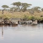 Serengeti NP