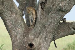 Serengeti NP, Tansania