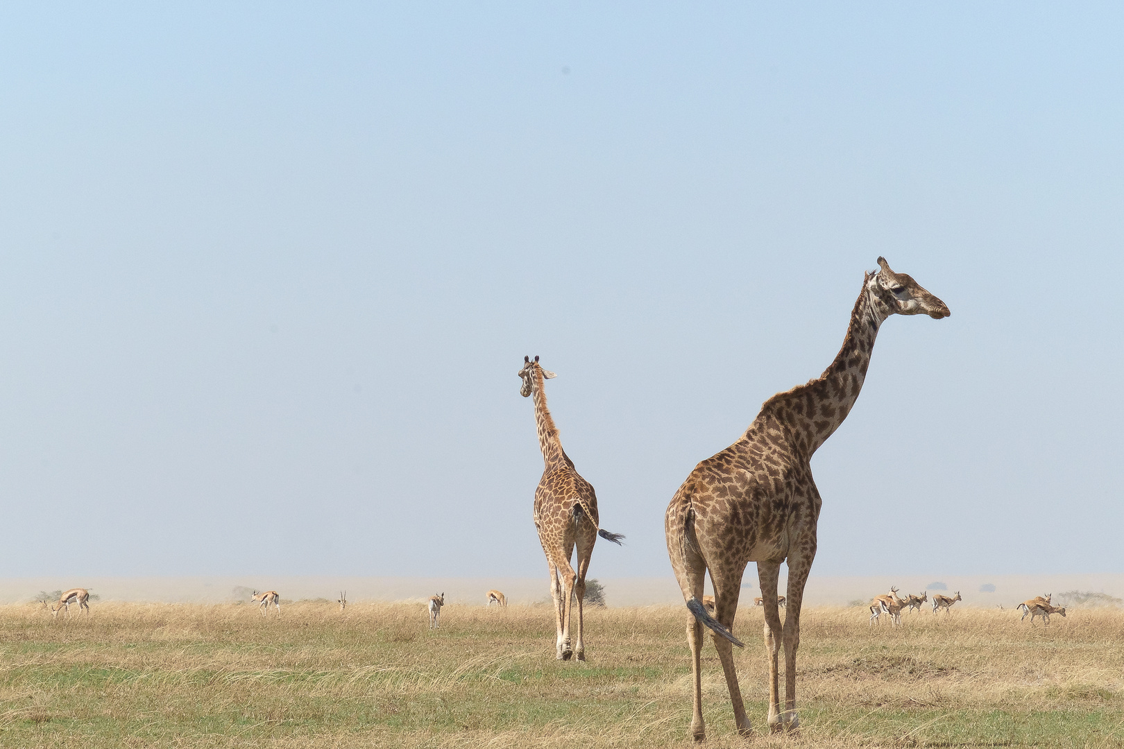 Serengeti NP, Tanzania