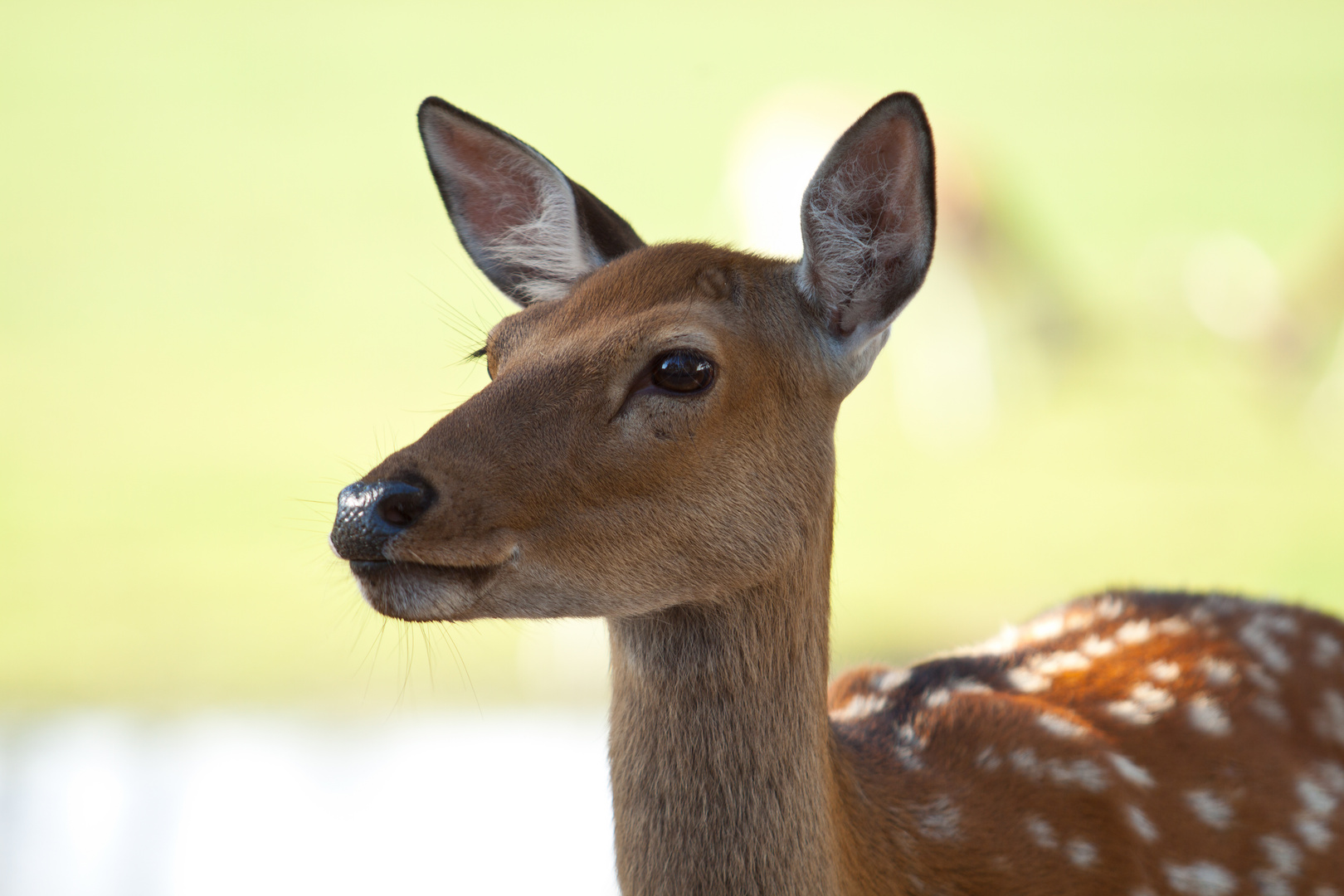 Serengeti Park 1