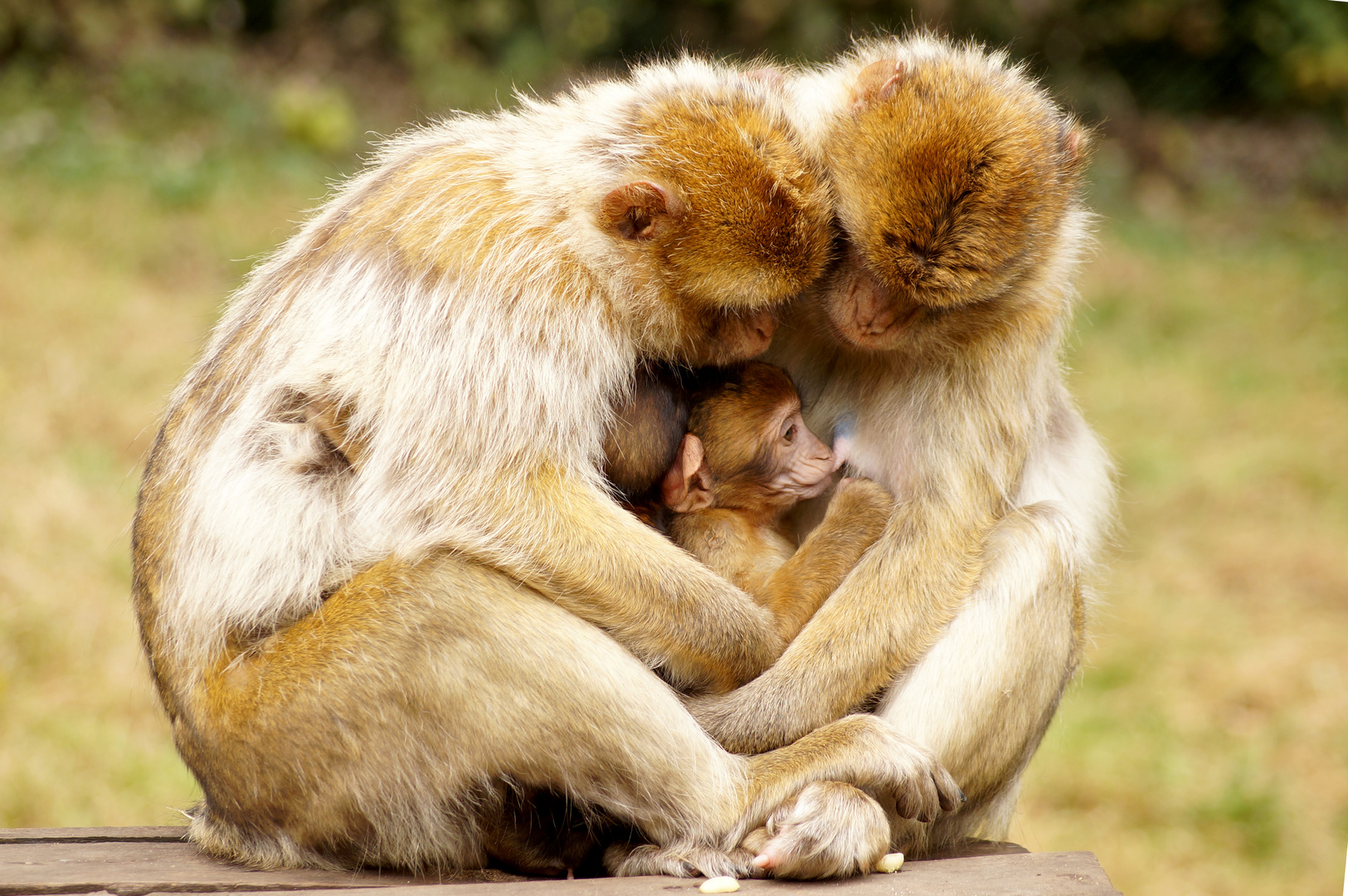 Serengeti Park Hodenhagen