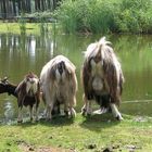 Serengeti Park, Hodenhagen ;-)